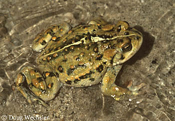 Western Toad x005-50.jpg - 58647 Bytes